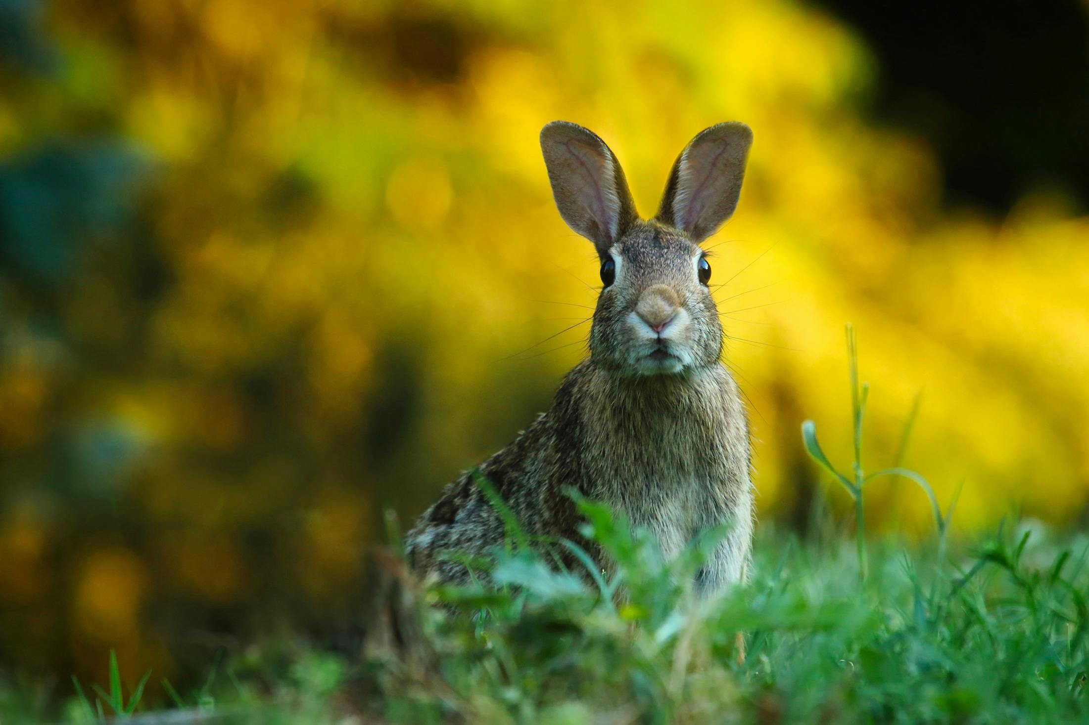 P 797718 F215006955 balade enigmatique du lapin de blancherupt blancherupt